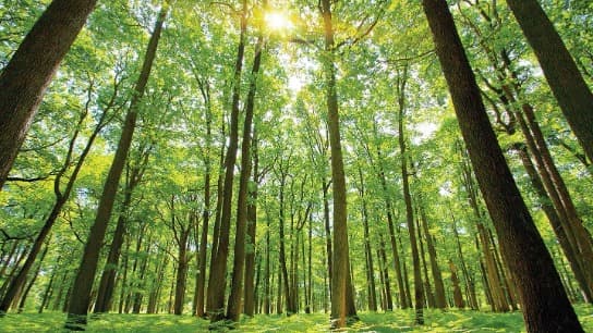 What CPAs Need to Know about ESG